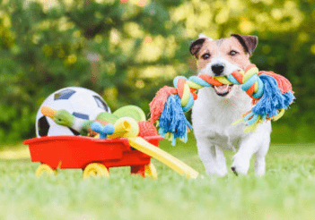 Alle Hondenspeeltjes - Diergigant