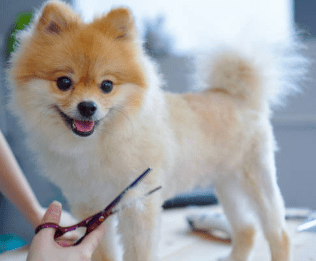 Scharen - Diergigant