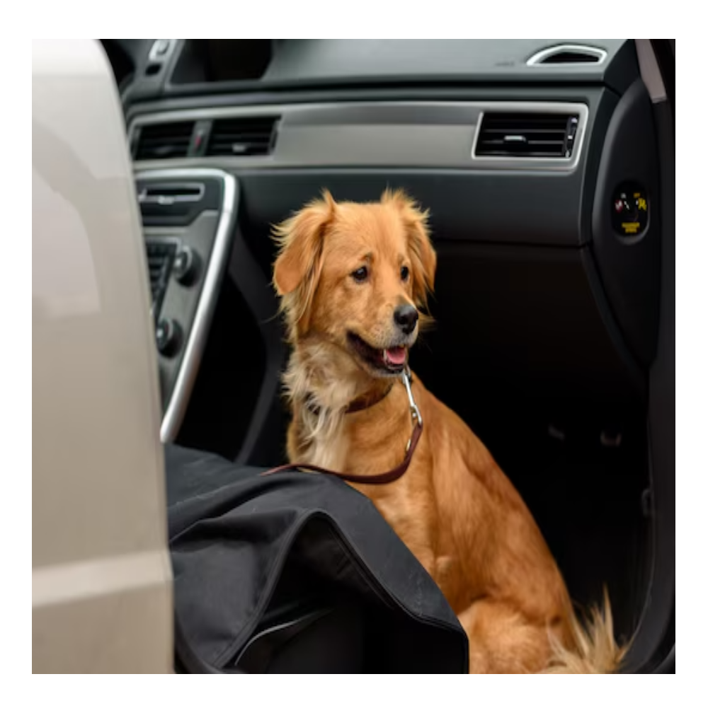 Transport & Vervoer - Diergigant