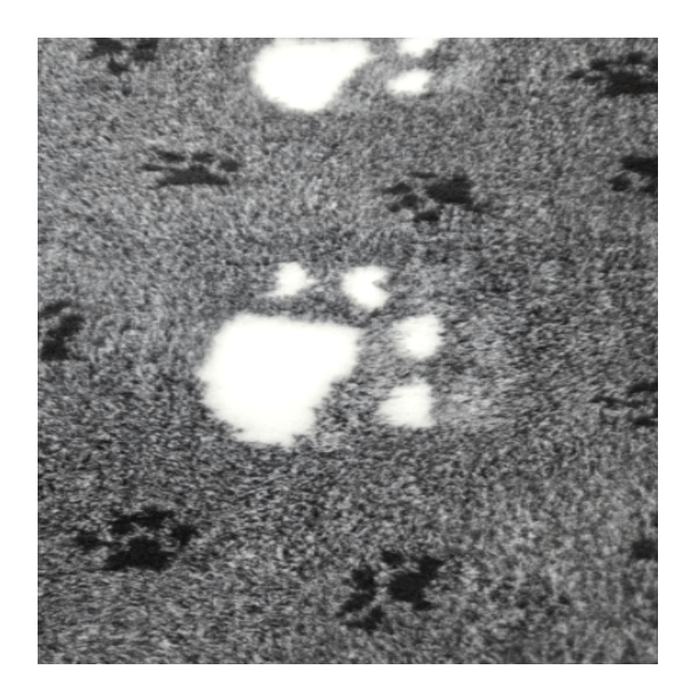 Chikko Quality - Antirutsch Vetbed - Luipaardprint - Schwarz/Weiß/Grau - 100x150cm