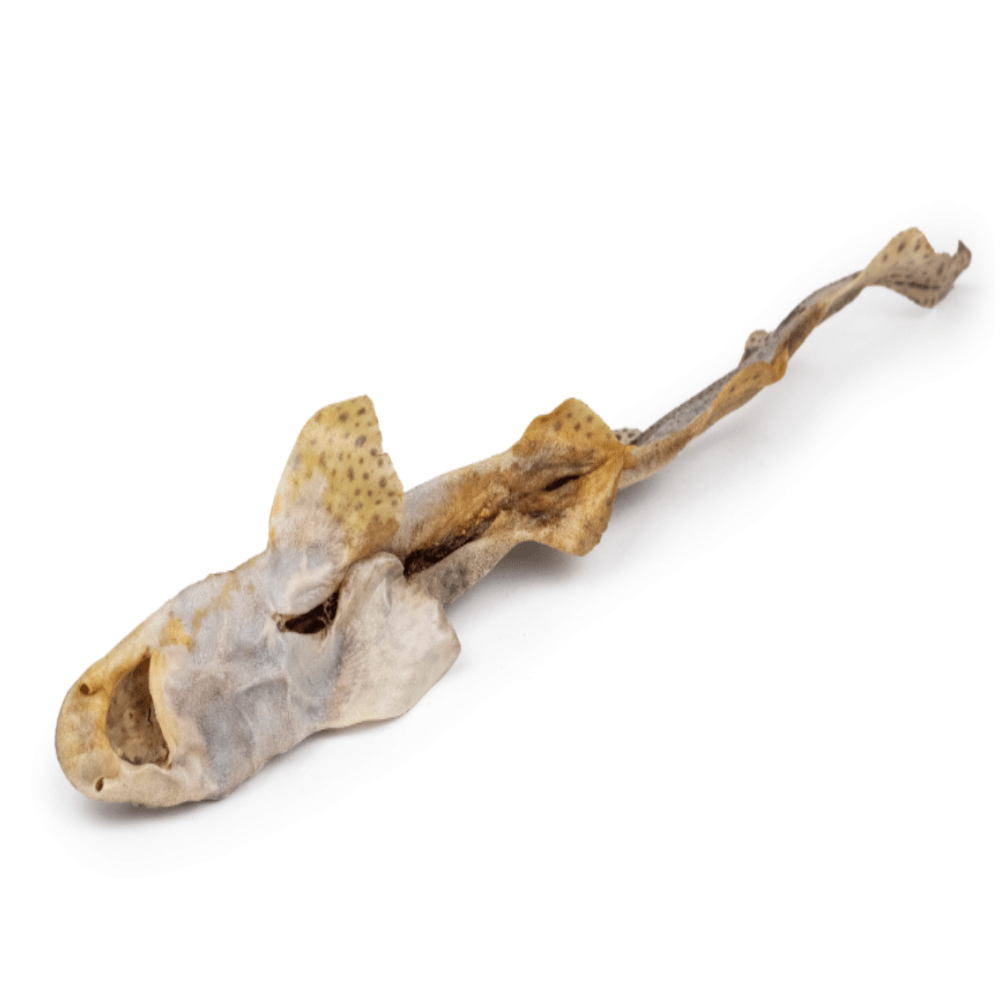 Chikko Quality - Gedroogde Catshaai - Natuurlijke Kauwsnack - 1 stk - Diergigant