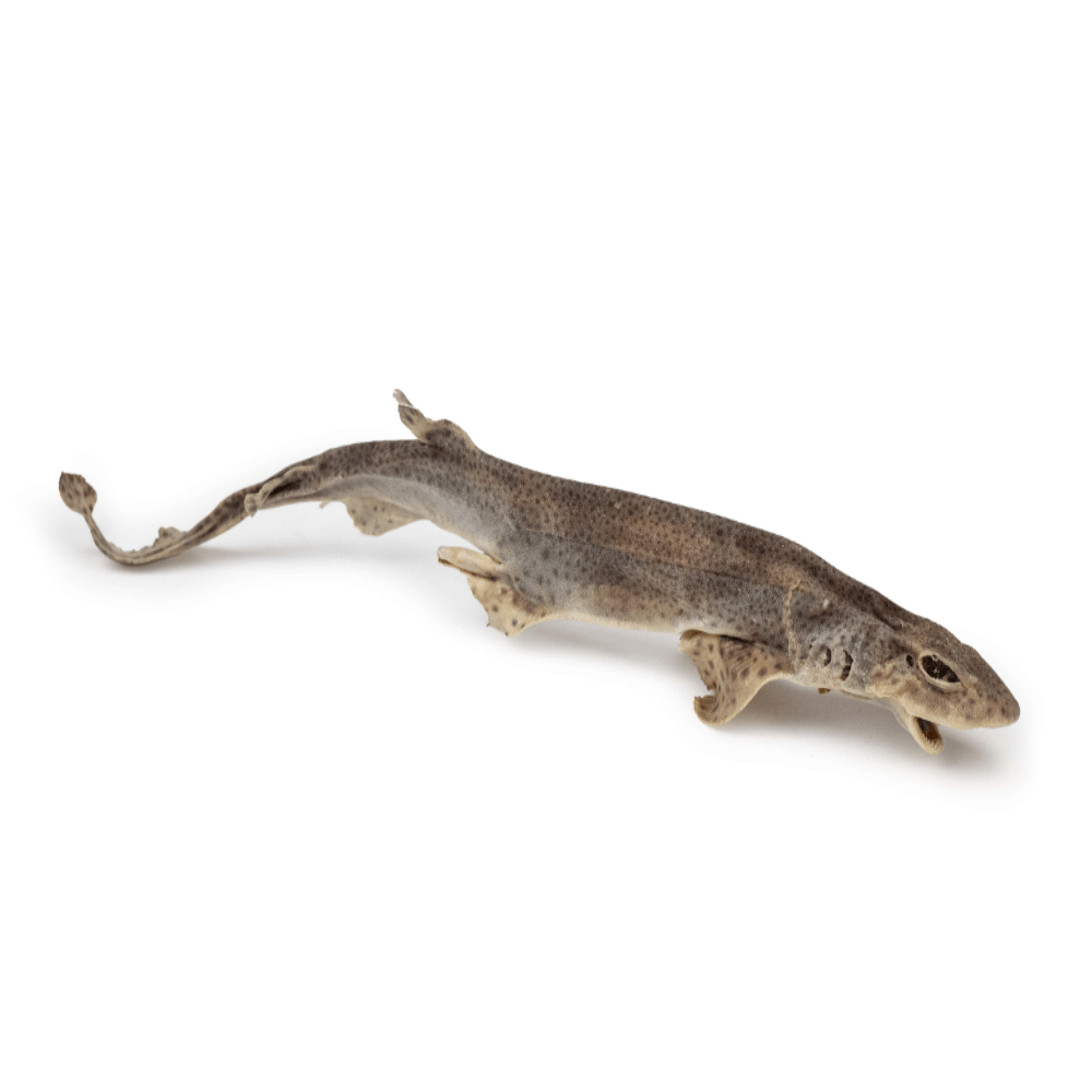 Chikko Quality - Gedroogde Catshaai - Natuurlijke Kauwsnack - 1 stk