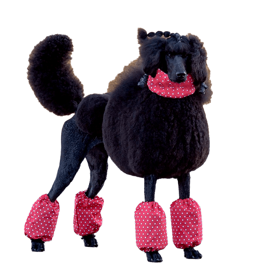 Show Tech - Pom Covers Polka Dots - Middelgrote Poedel