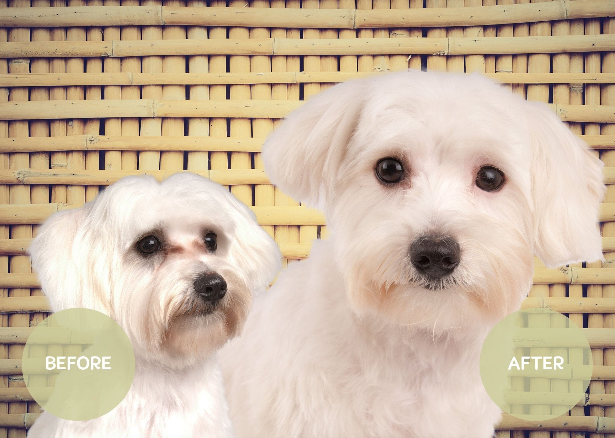 Show Tech Vitalize Oogverzorging tegen Traanvlekken 250 ml - Diergigant