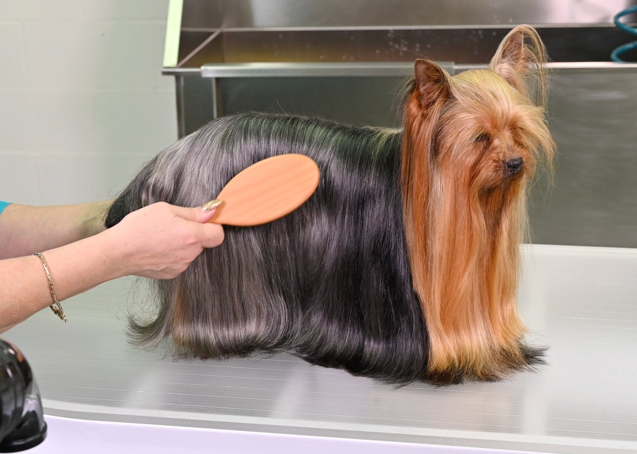 Yento 60-60 Pinnenborstel - Diergigant